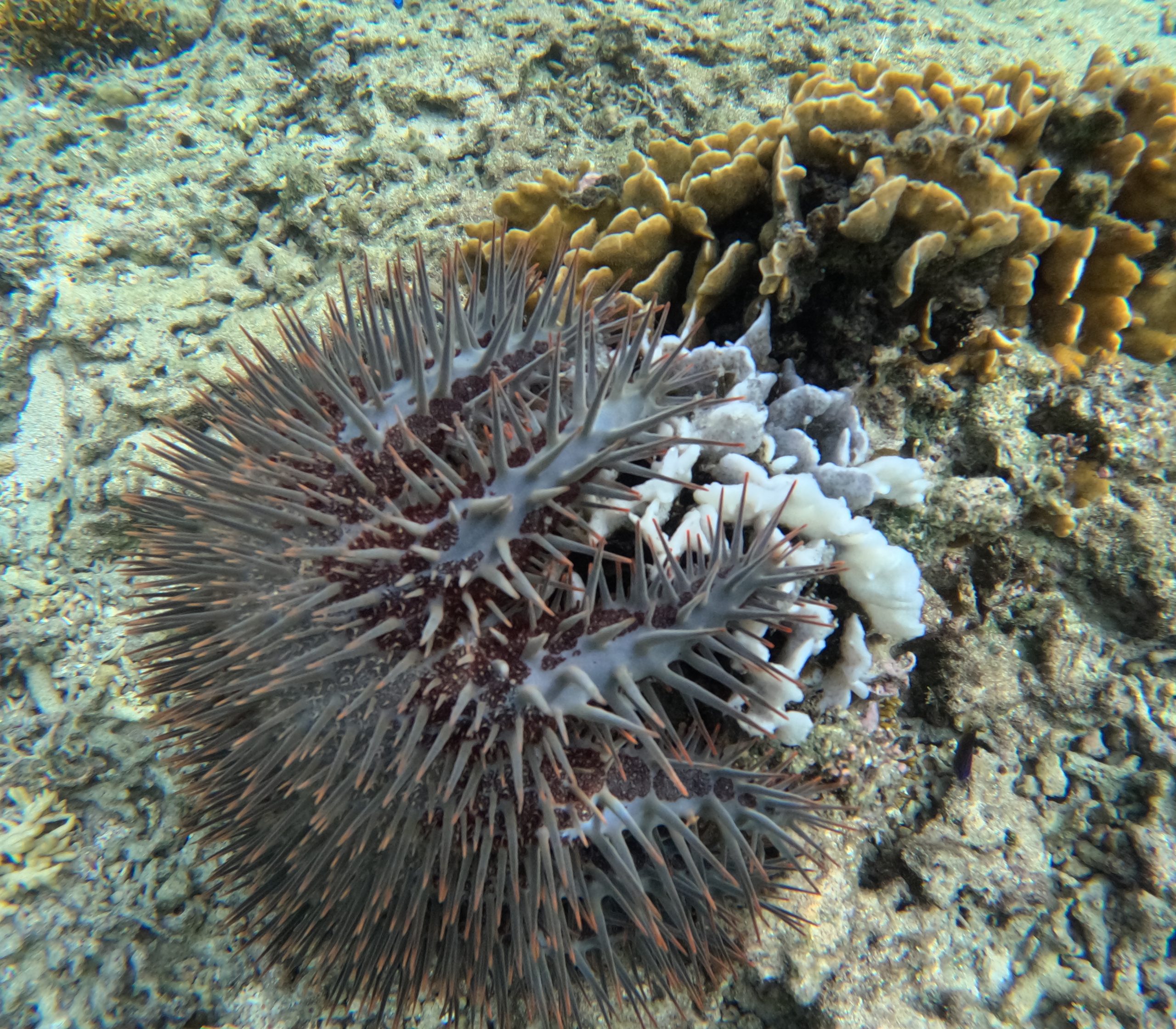 crown of thorns starfish