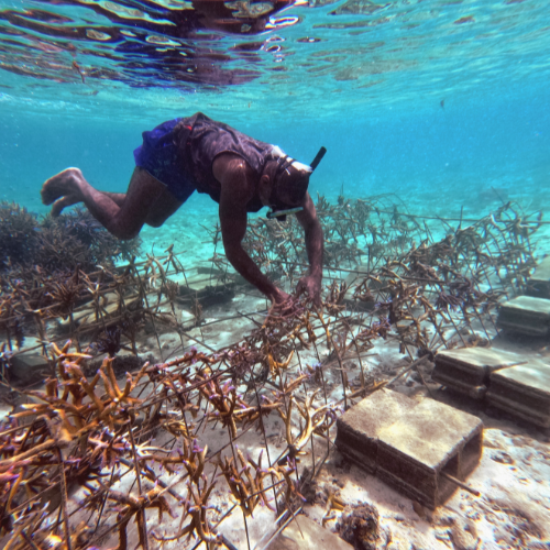 coral planting coral reef fiji