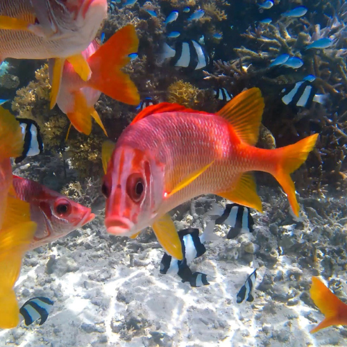 red snapper coral reef fiji