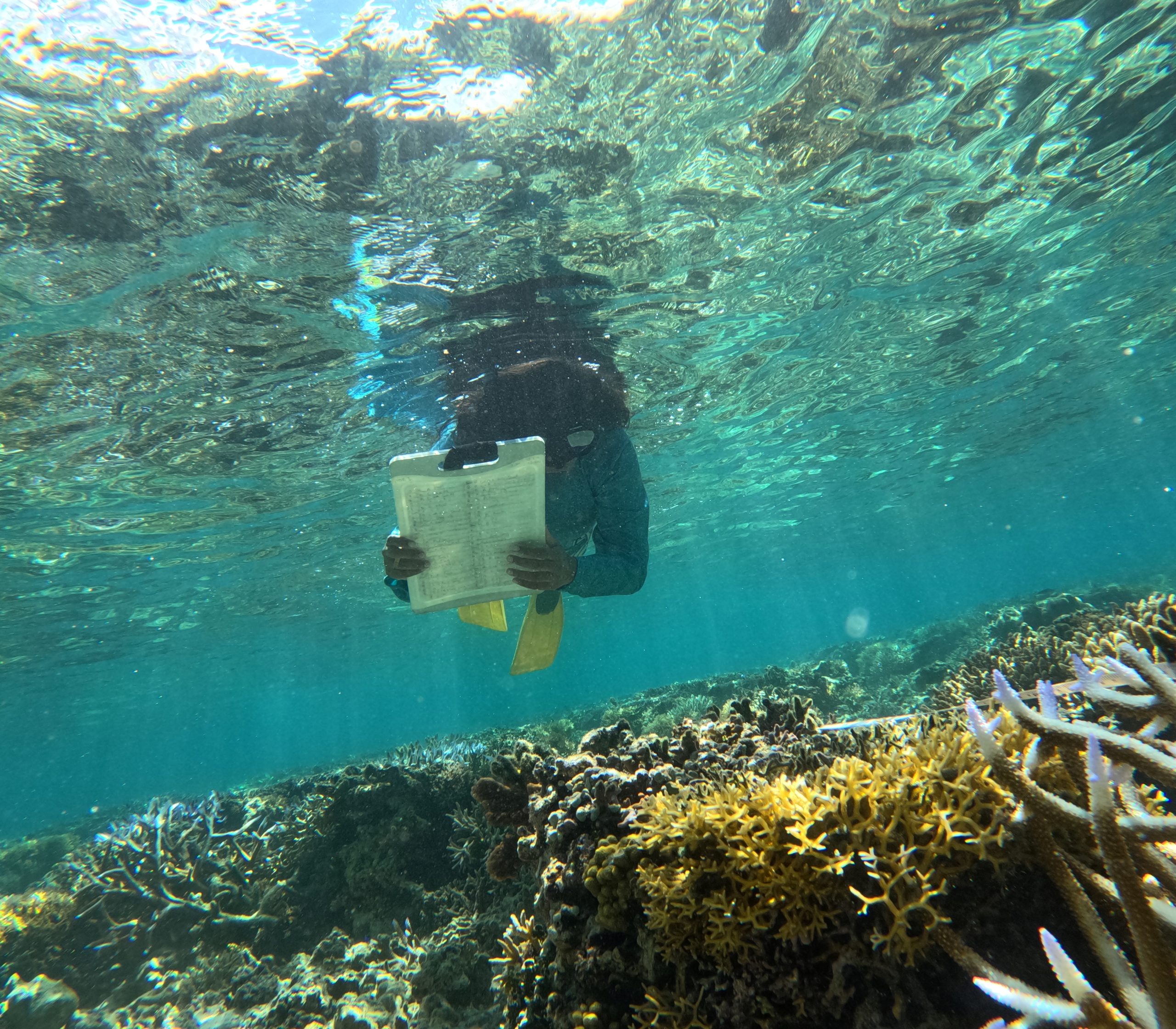 coral reef fiji research