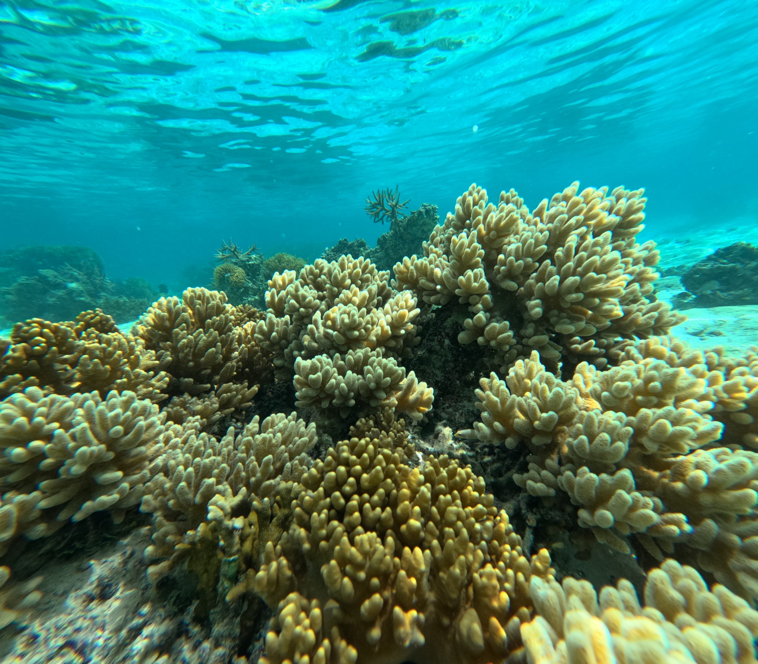 soft coral reef fiji