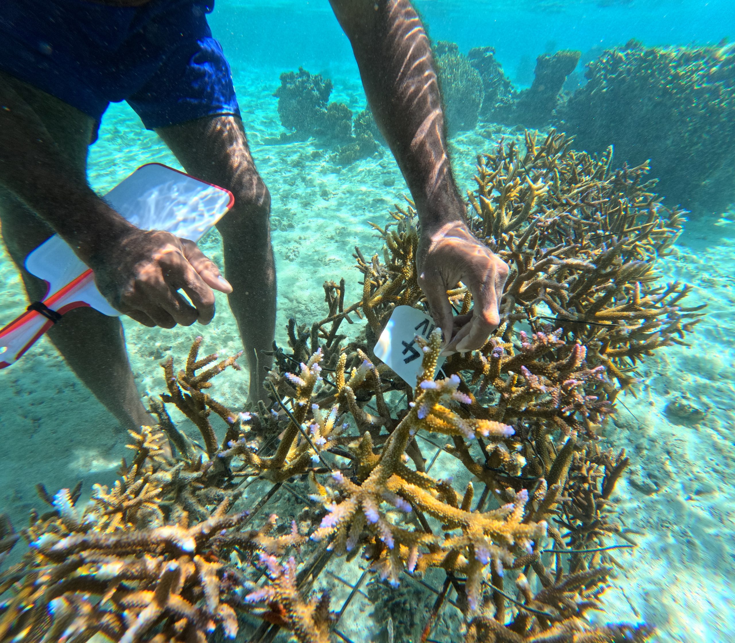 coral reef fiji research