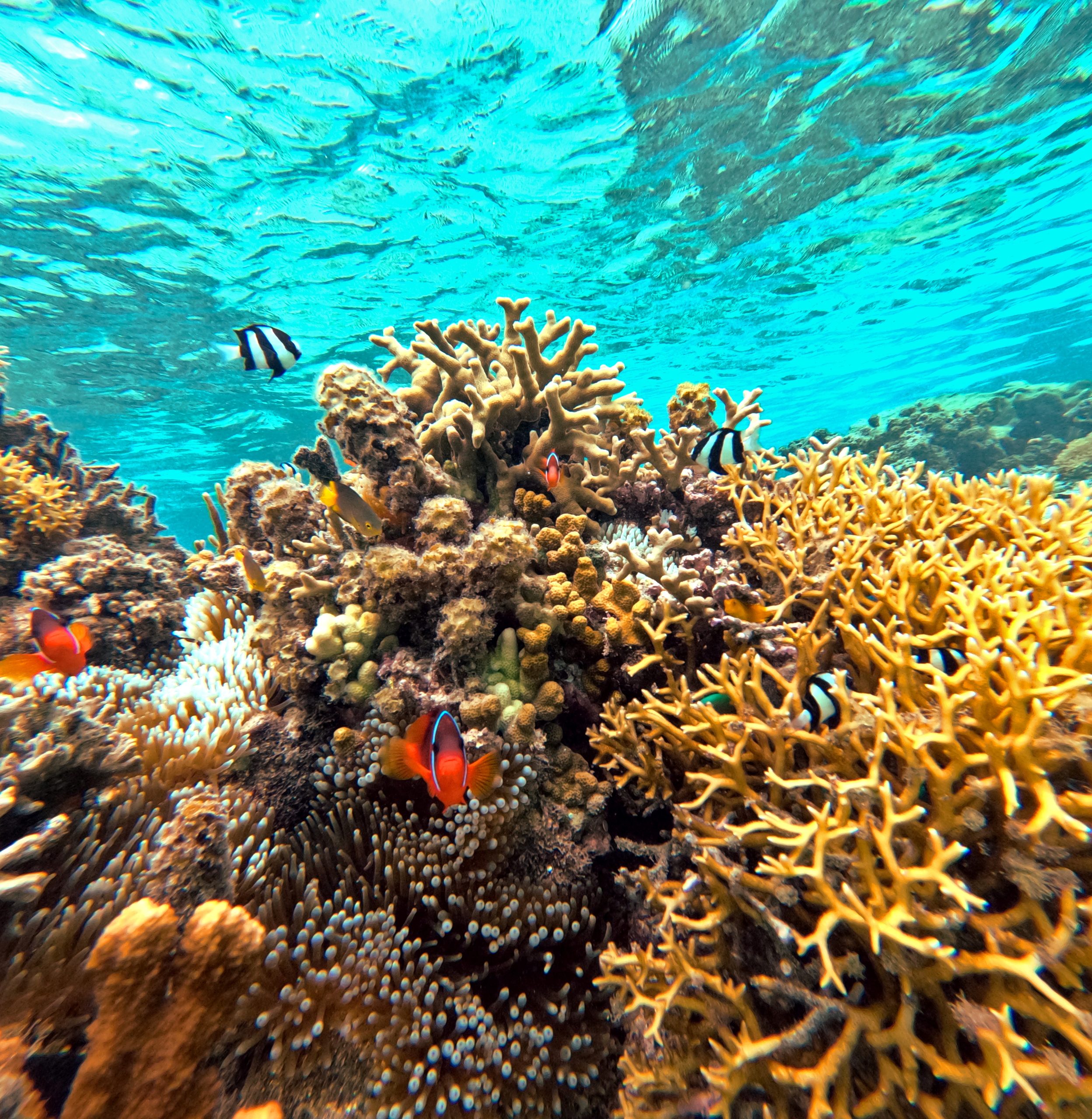 coral reef snorkelling fiji fish