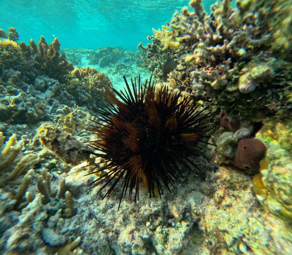 Sea Urchin