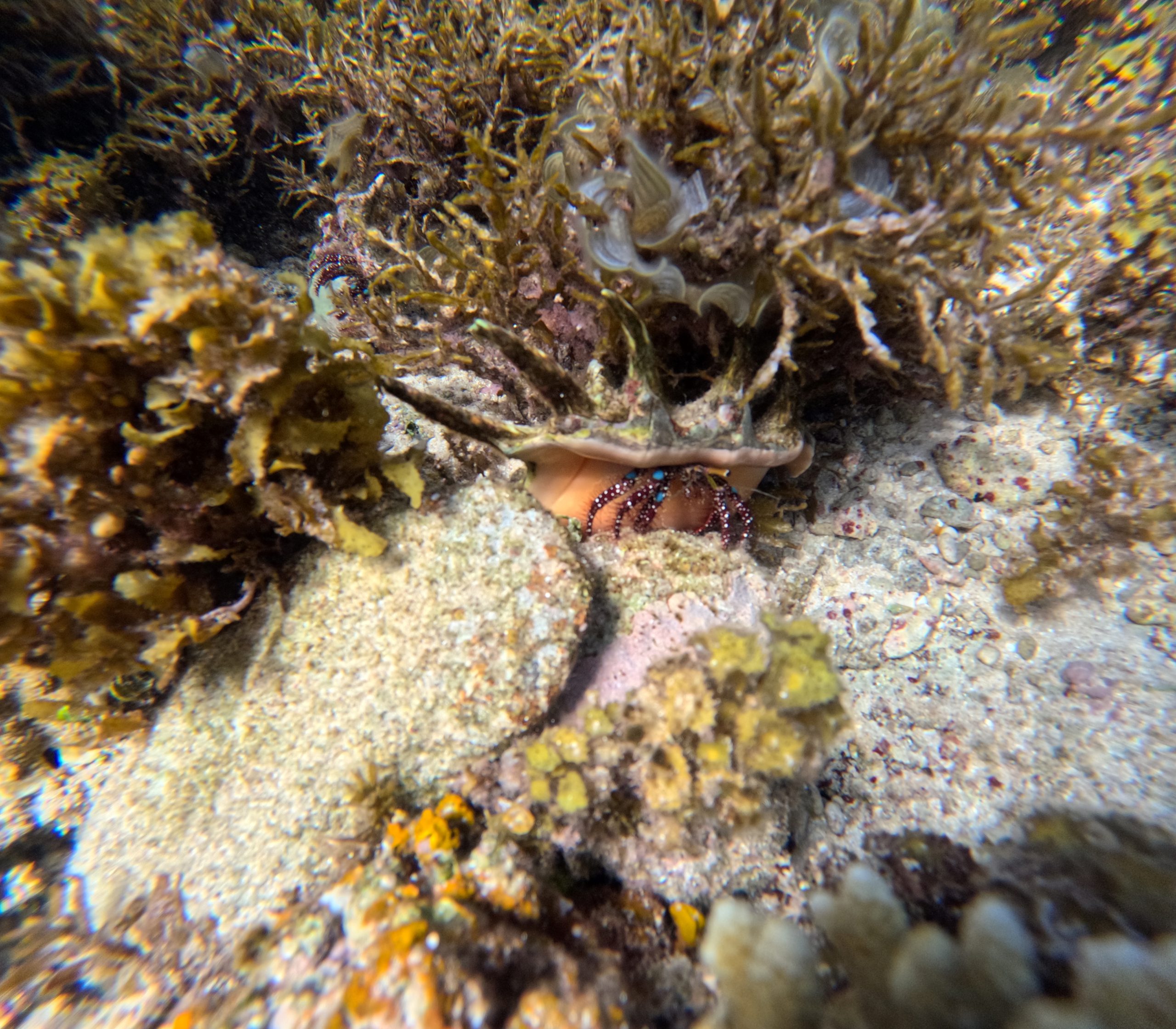 spider conch crab coral reef fiji