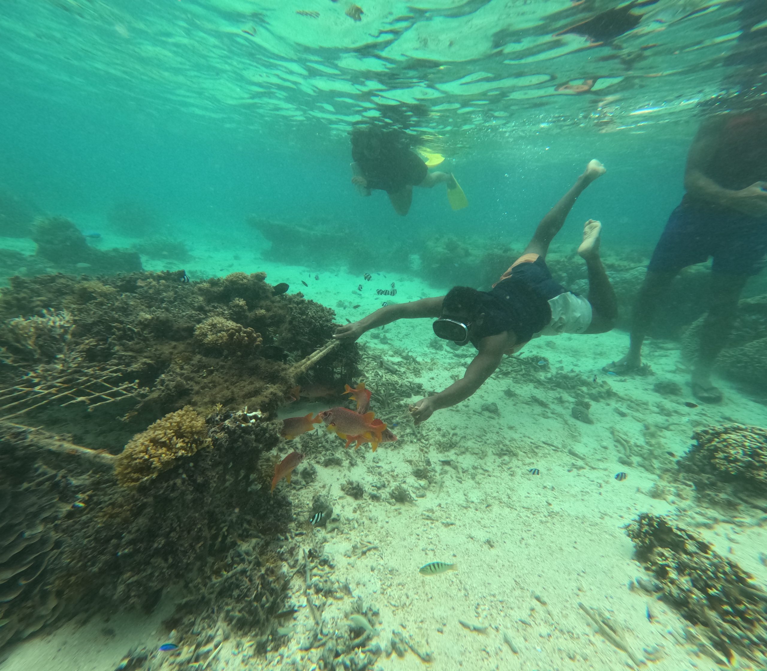 coral reef fiji