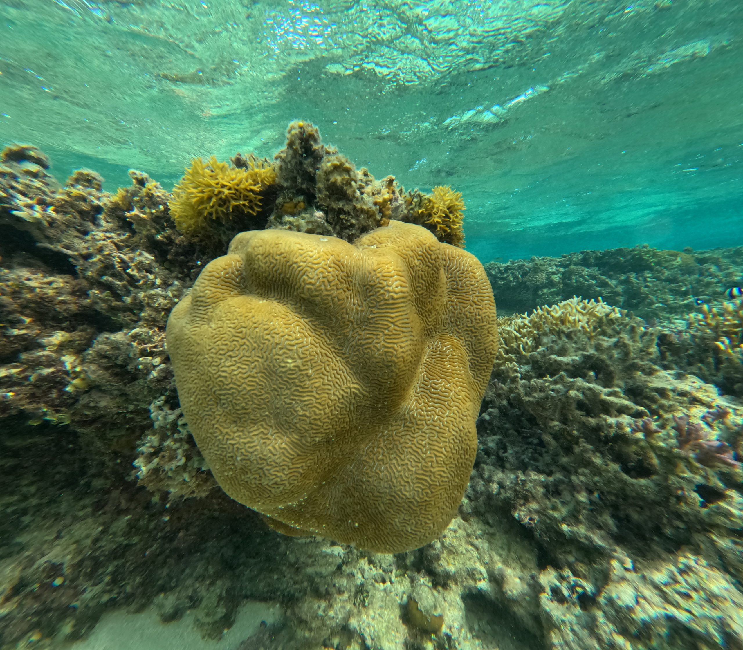 coral reef boulder fiji