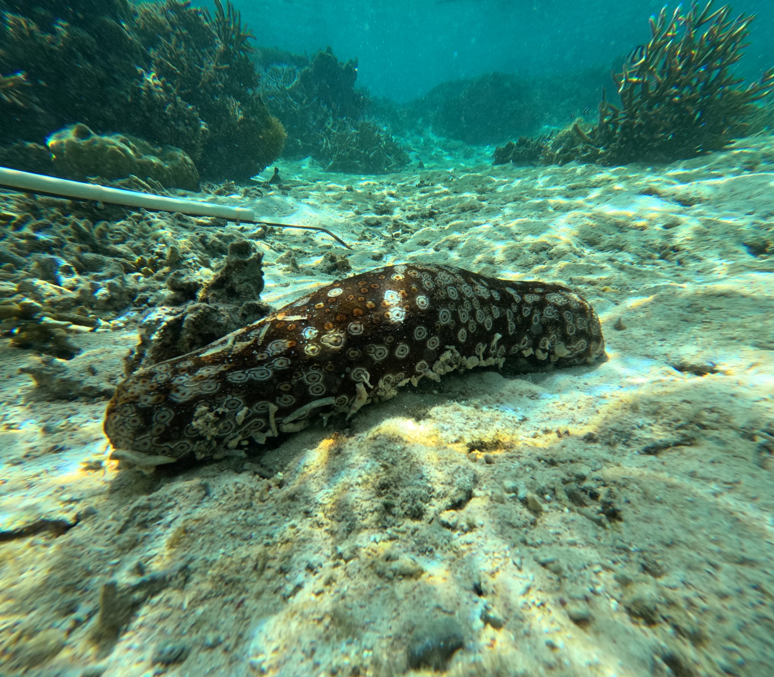 sea cucumber coral reef fiji