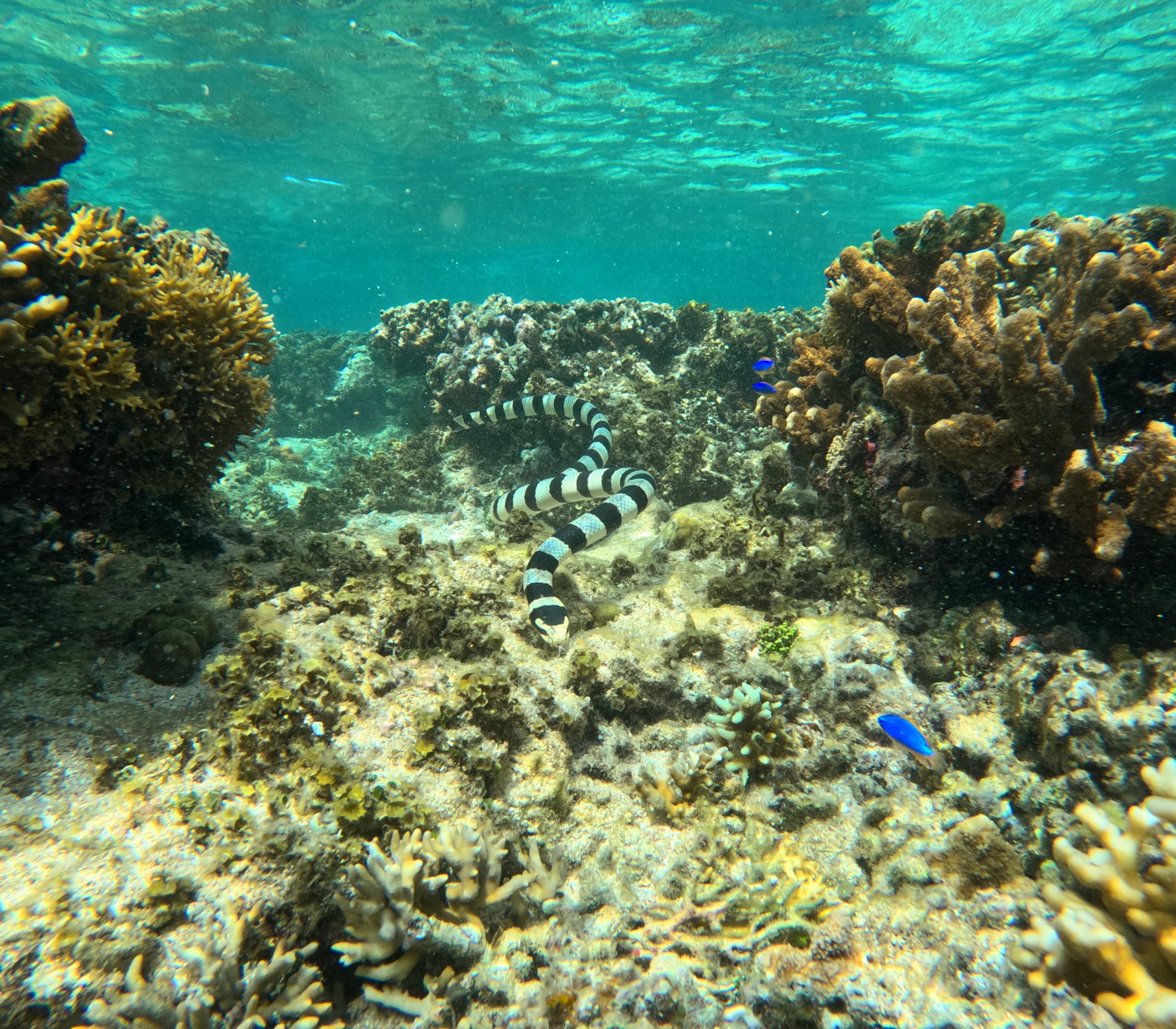 coral reef fiji sea snake