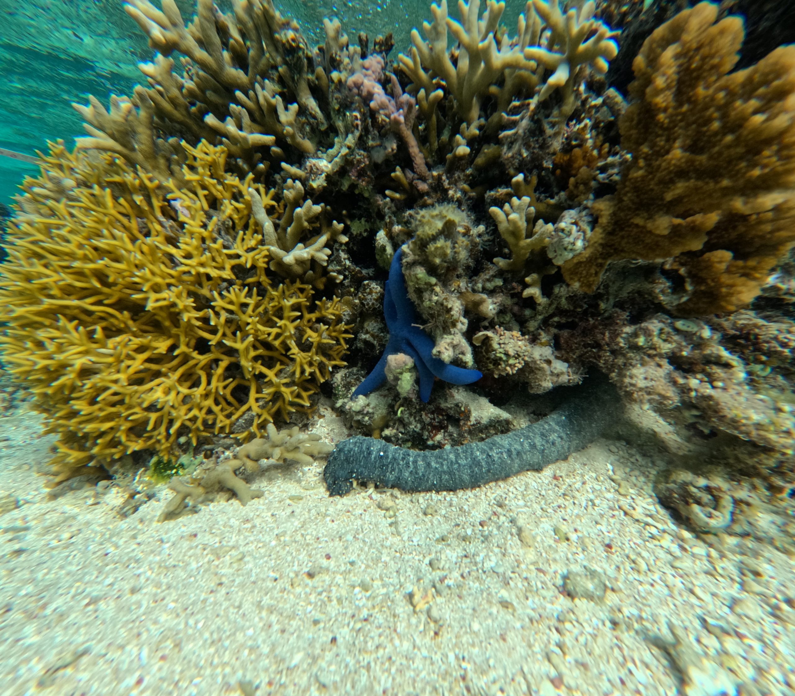 starfish and sea cucumber coral reef fiji