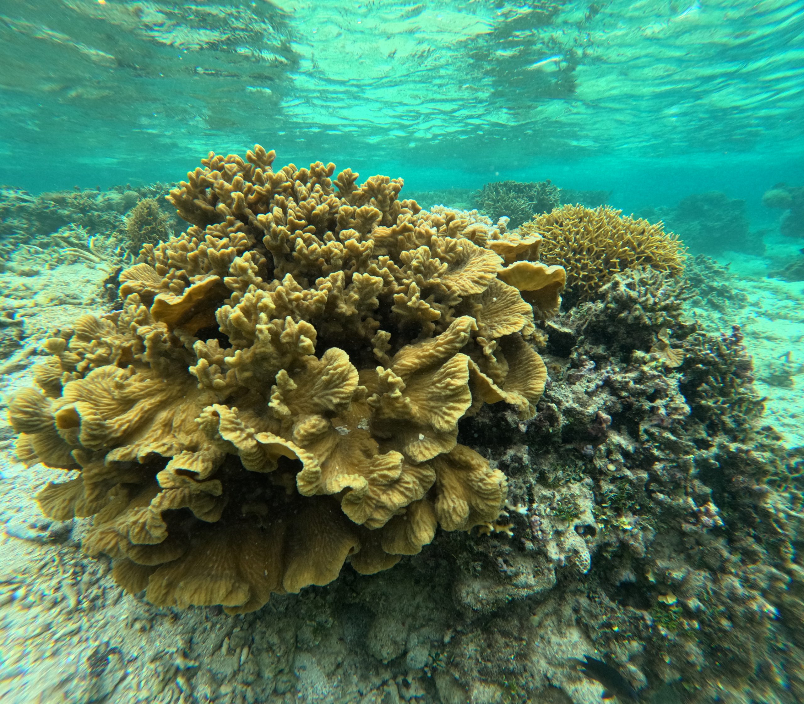 coral reef fiji