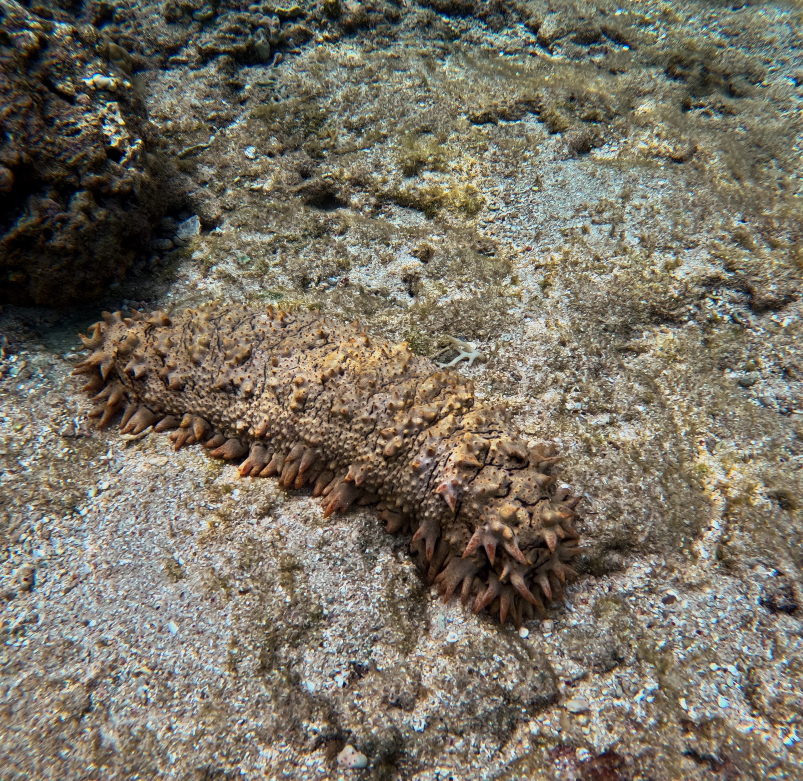 sea cucumber coral reef fiji